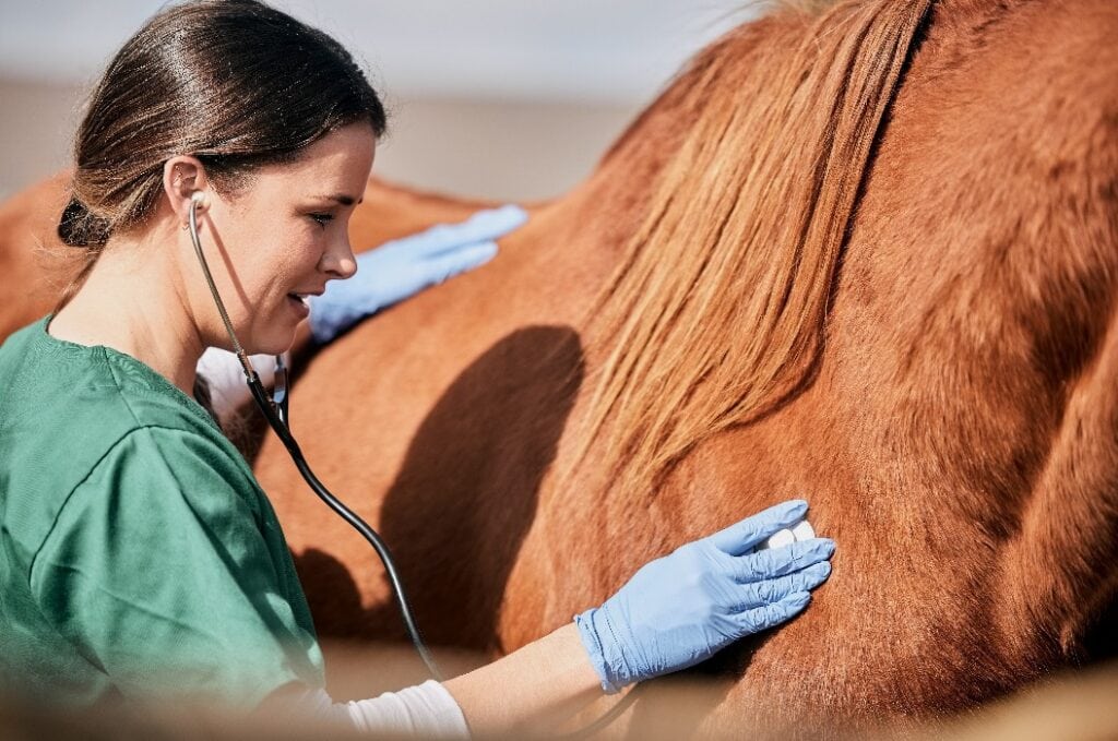 Tierärztin untersucht einen Hengst